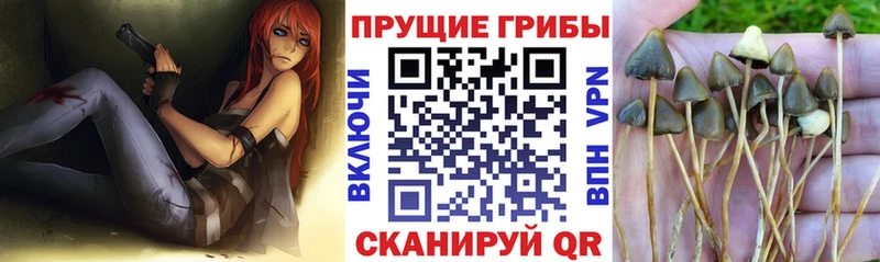 Галлюциногенные грибы Psilocybe  купить наркотики сайты  Аргун 